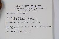 巴西番荔枝藏品圖，第2張