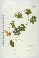 苦瓜藏品圖，第1張