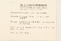 蔓澤蘭藏品圖，第2張