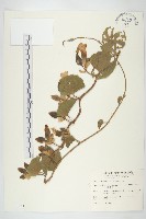 盒果藤藏品圖，第1張