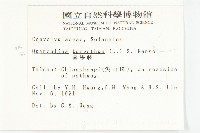 盒果藤藏品圖，第2張