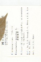 錫蘭橄欖、鋸葉杜英藏品圖，第2張