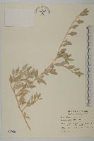 臺灣濱藜藏品圖，第1張