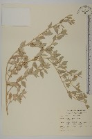 臺灣濱藜藏品圖，第1張