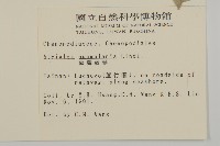 臺灣濱藜藏品圖，第2張