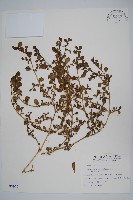 假海馬齒藏品圖，第1張