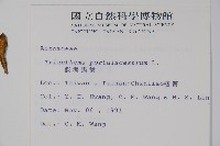 假海馬齒藏品圖，第2張