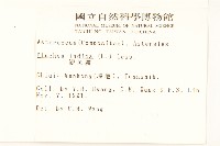 鯽魚膽、闊苞菊藏品圖，第2張