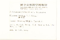 鯽魚膽、闊苞菊藏品圖，第2張