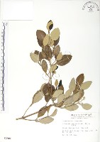 海茄苳藏品圖，第1張