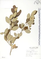 海茄苳藏品圖，第1張