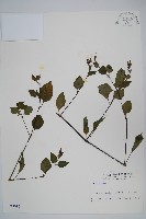 登錄號:S003989藏品圖，第1張