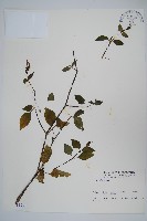 登錄號:S003991藏品圖，第1張