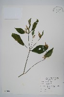 六角英, 槍刀菜藏品圖，第1張