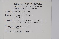 六角英, 槍刀菜藏品圖，第2張