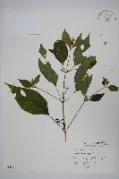 六角英, 槍刀菜藏品圖，第1張