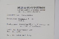 六角英, 槍刀菜藏品圖，第2張