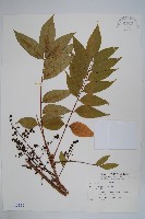 毛漆樹藏品圖，第1張