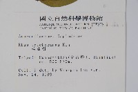 毛漆樹藏品圖，第2張