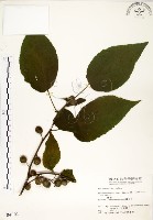 構樹藏品圖，第1張