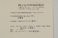地膽草、毛蓮菜藏品圖，第2張