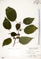 構樹藏品圖，第1張