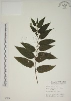 山黃麻藏品圖，第1張