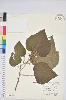 蟲屎藏品圖，第1張