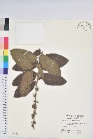 菲律賓饅頭果藏品圖，第1張