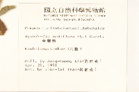 金腰箭藏品圖，第2張