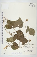 銳葉牽牛藏品圖，第1張