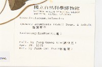 銳葉牽牛藏品圖，第2張