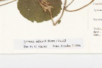 銳葉牽牛藏品圖，第3張