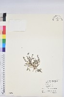 千根草藏品圖，第1張