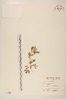 鼠麴舅藏品圖，第1張