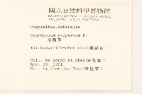 鼠麴舅藏品圖，第2張