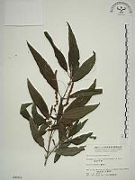 密花苧麻、木苧麻藏品圖，第1張