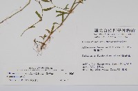 蓮子草藏品圖，第2張