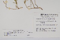 蓮子草藏品圖，第2張