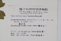 蓮子草藏品圖，第2張