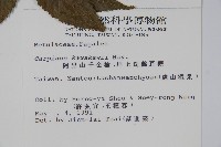 阿里山千金榆藏品圖，第2張