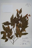 阿里山千金榆藏品圖，第1張