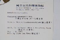 阿里山千金榆藏品圖，第2張