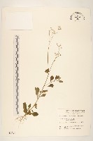 一枝香藏品圖，第1張