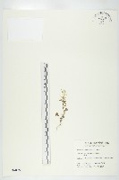 焊菜藏品圖，第1張