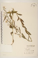 加拿大蓬藏品圖，第1張