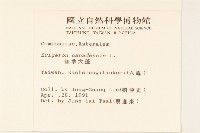 加拿大蓬藏品圖，第2張