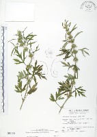 益母草藏品圖，第1張