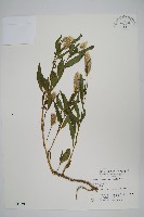 青葙藏品圖，第1張