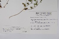 細纍子草藏品圖，第2張